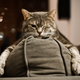 Illustration for article titled 369 Absolutely Adorable Pet Wallpapers